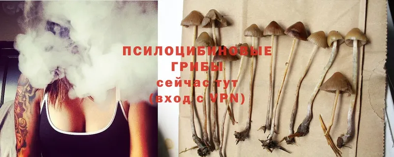 Псилоцибиновые грибы MAGIC MUSHROOMS  блэк спрут как войти  Томск 